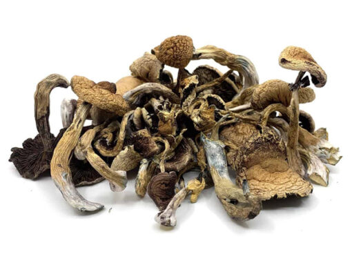 golden-teacher-mushrooms-510x384 Buy Golden Teachers Magic Mushrooms